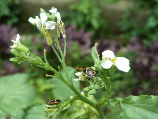 ２０日大根の花