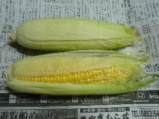 綺麗なトウモロコシ