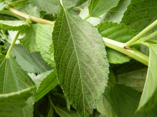 茶色い点々のモロヘイヤ