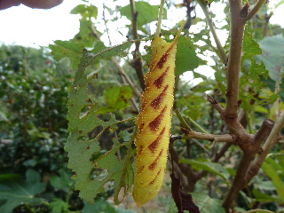 さくらんぼに蛾の幼虫