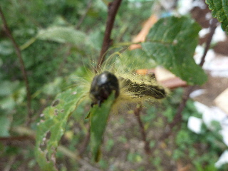 プルーンの幼虫