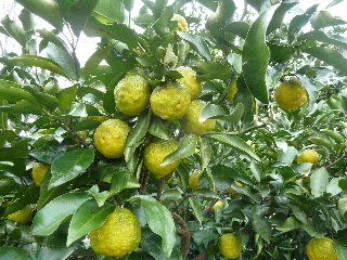 japan ゆずが沢山できています。 11月