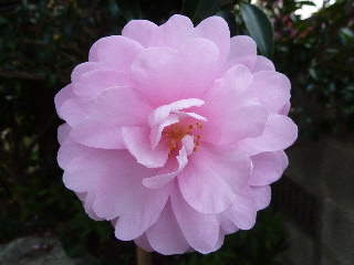 綺麗なサザンカ