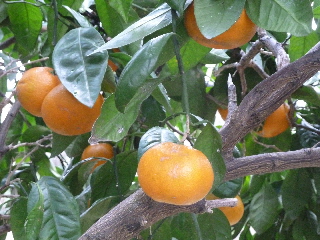 お正月用みかん