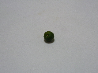 落ちたグレープフルーツの実