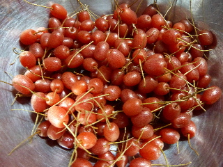 グミの水洗い前