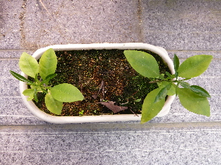 グレープフルーツ1年目