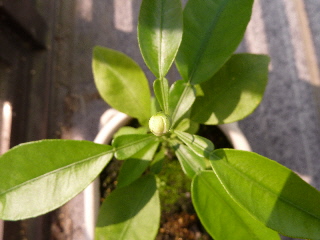 グレープフルーツの花芽