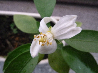 グレープフルーツの開花