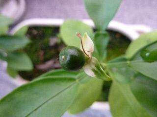 グレープフルーツの実2013