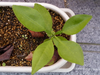 冬のグレープフルーツ2013