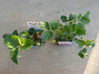 サマールビーの苗