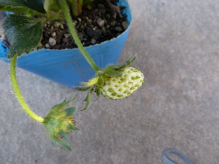 サマールビーの実