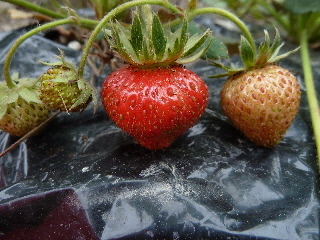 初夏の苺