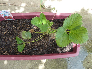 プランターに植え替えた苺