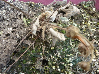 枯れたサマールビー