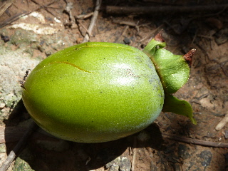 台風で落ちた柿の実
