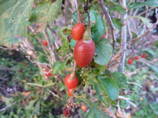 今年のクコは収獲しない