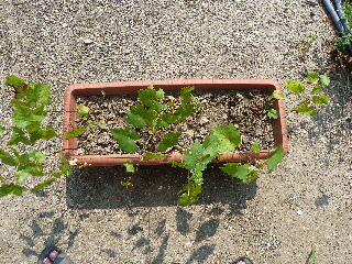 マスカット最初の夏
