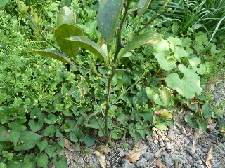 ポンカン20130428