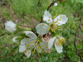 プルーンの花2013