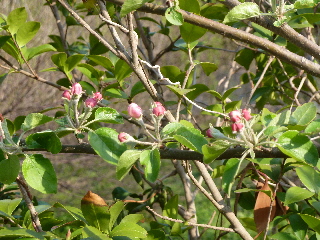 リンゴの蕾