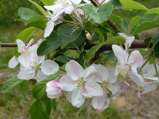 リンゴの花