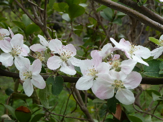 林檎の花