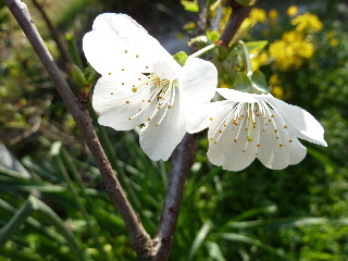 サクランボの花