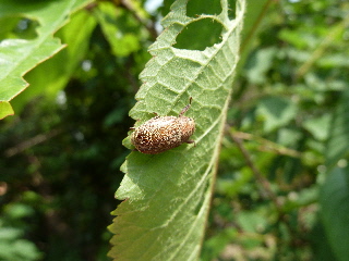 さくらんぼうの害虫