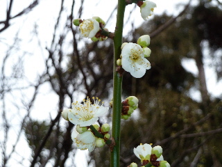 japan もう梅が咲いてる。 2月