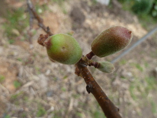 杏子の実