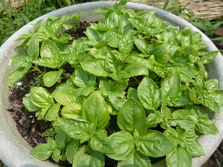バジルの苗