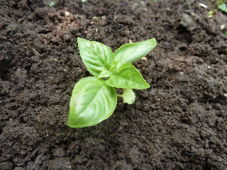 バジルを地植え