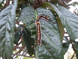 ビワの害虫毛虫