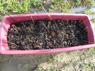 ブラックベリーの挿し木