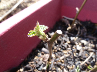 ブラックベリーの挿し木