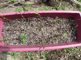 ブラックベリーの挿し木の結果