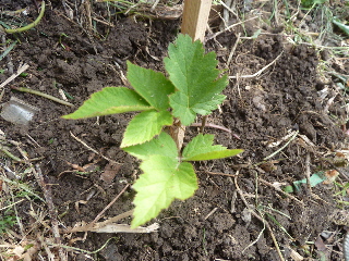 ブラックベリーの地植え