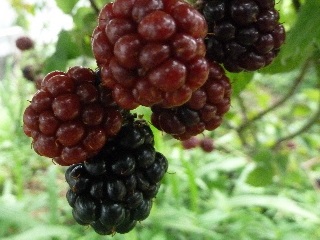 色々なブラックベリー