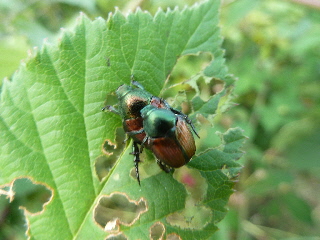 ブラックベリーの小さいコガネムシ