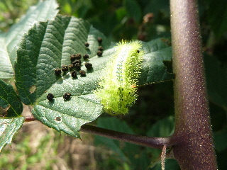 ブラックベリーにいる嫌な毛虫