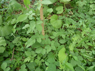 雑草に負けるなブラックベリー