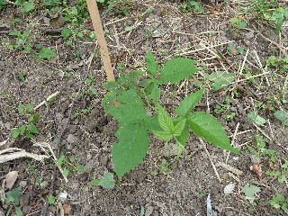 草を除去してスッキリしたブラックベリー
