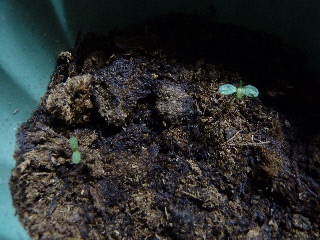 ブルーベリーの実生