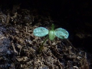 ブルーベリーの実生の芽