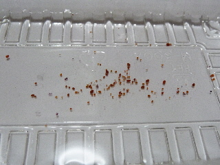 ブルーベリーの種を採取