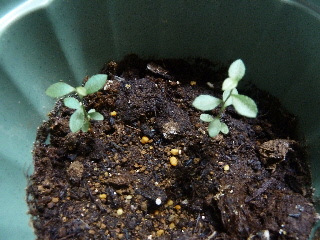 草より小さいブルーベリー