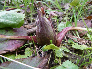 小さなふきのとう
