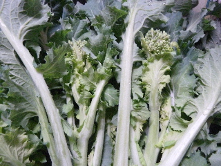 島根の野菜「あすっこ」